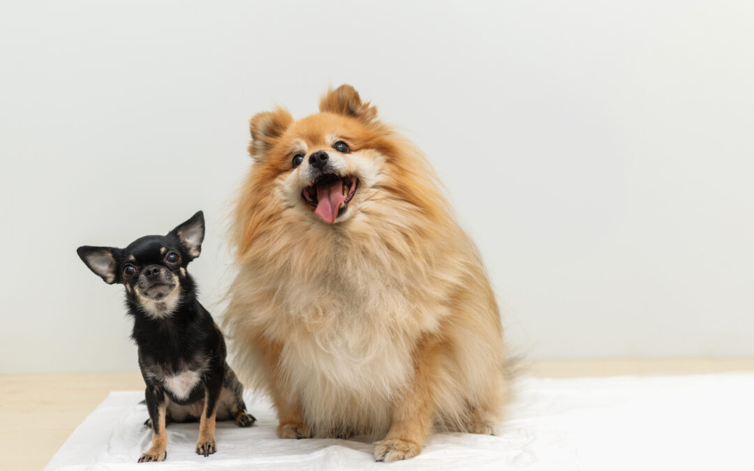 Dai neuroni specchio all’effetto camaleonte: ecco come nasce la super-arma per influenzare la mente inconscia