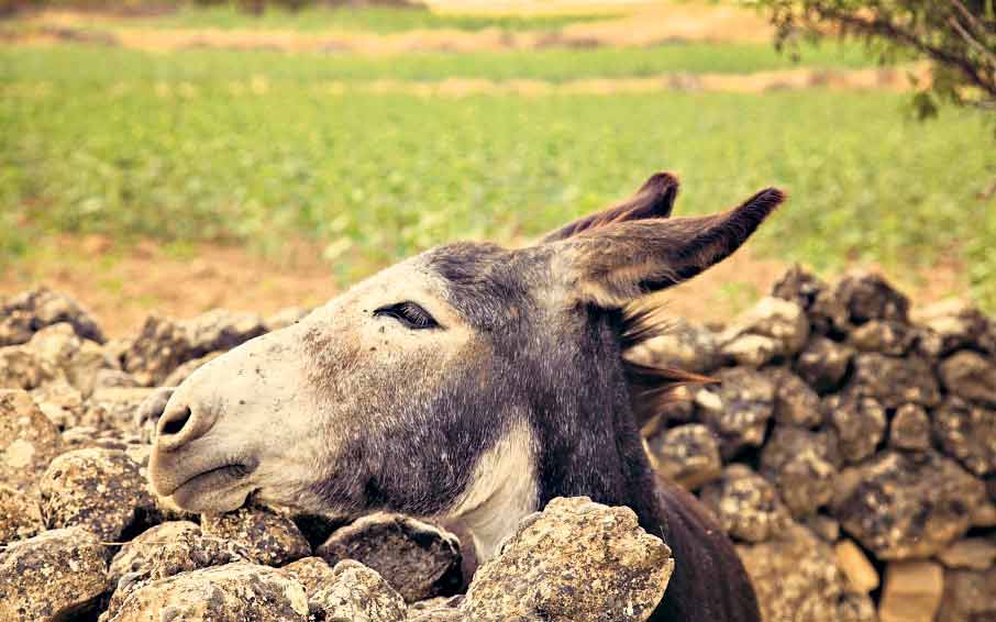 Asino che casca nel fossato